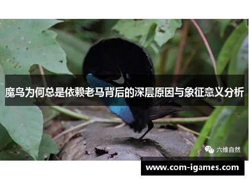 魔鸟为何总是依赖老马背后的深层原因与象征意义分析